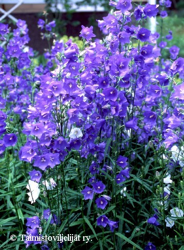 Campanula persicifolia